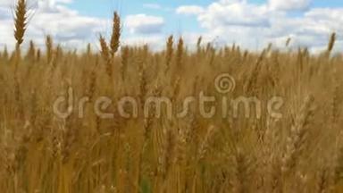 黄金小麦准备收割了. 在多云的天空背景下，小麦的<strong>穗</strong>状花序特写。